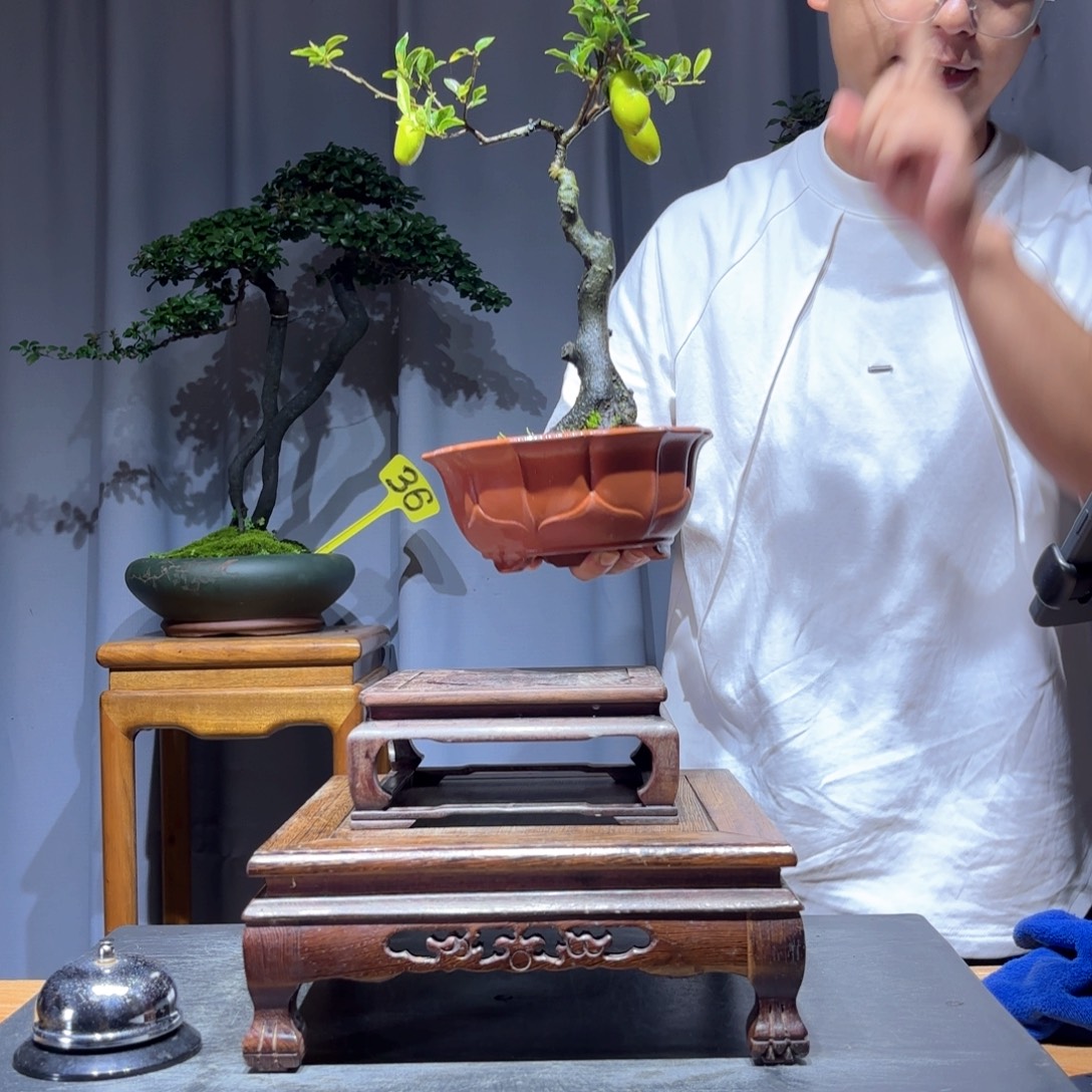无花朵金弹子是真的好看
