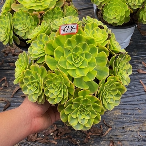 雨荷老桩捧花法师614号