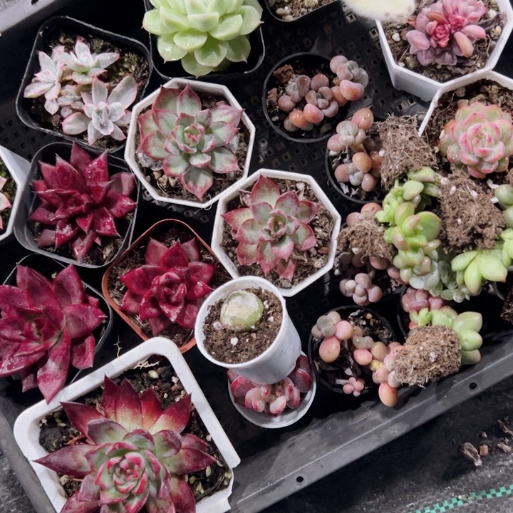 @****安安安专拍多肉植物