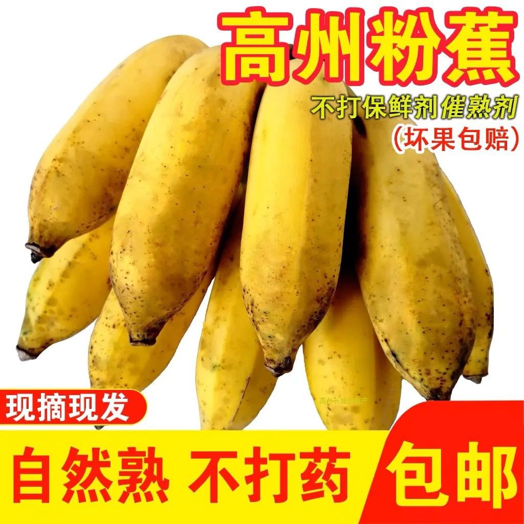 高州小米蕉正宗粉蕉新鲜整箱小香蕉南蕉自然熟水果产地直发广东