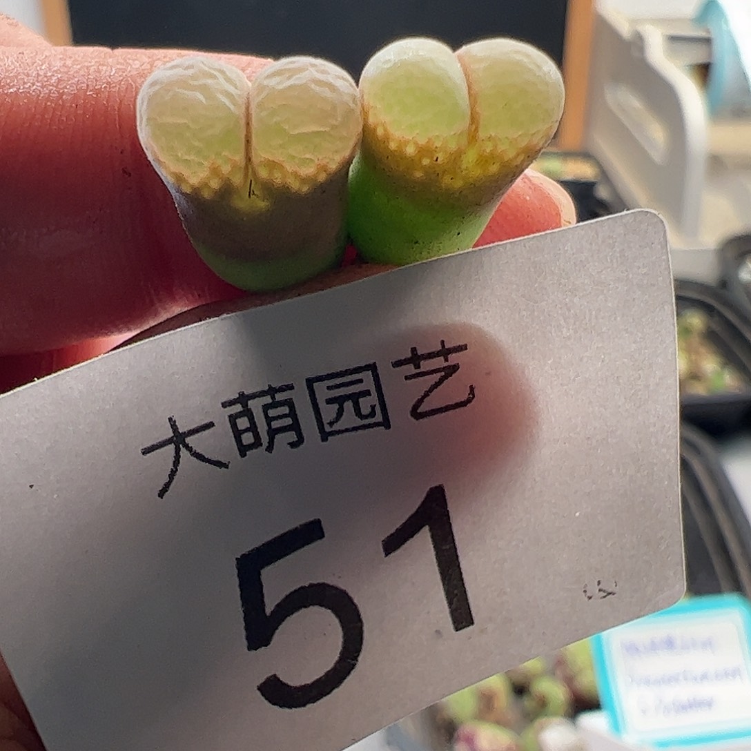 一物一拍帕法德10KM.  51