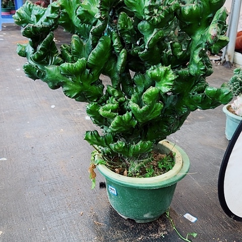 一物一拍木架打包