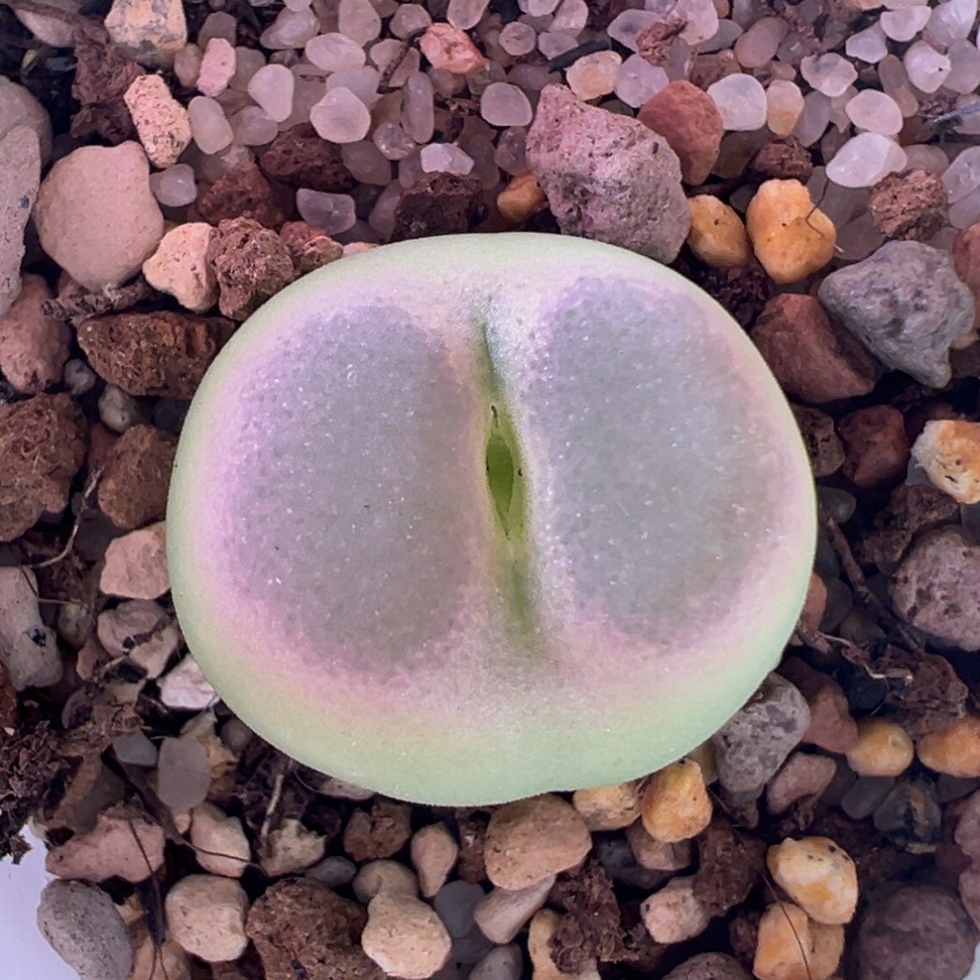 L7.15/2456。优选拉登杂。