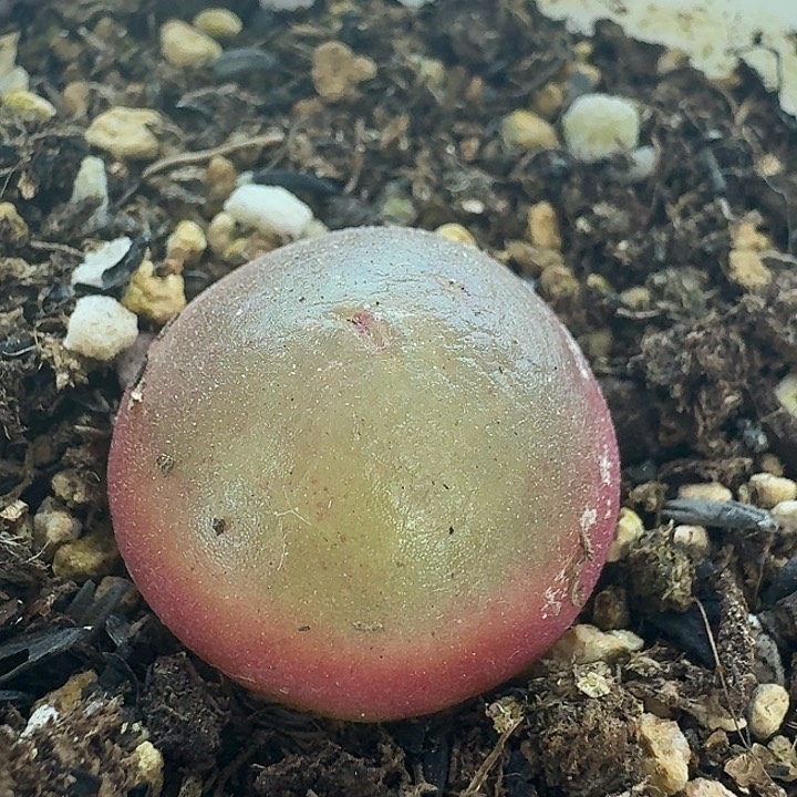 老马生石花灯泡2516