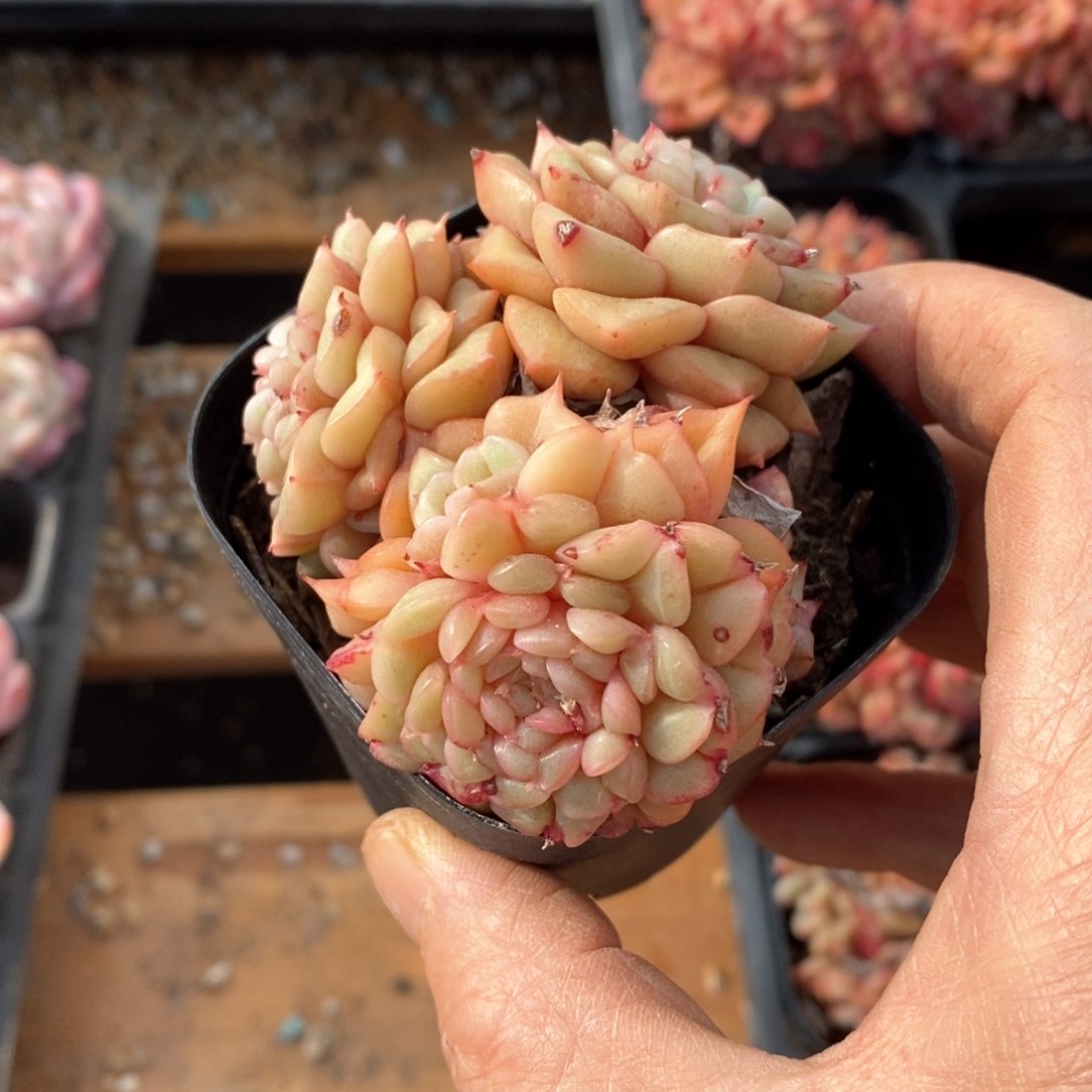 精品多肉一物一拍不包整59