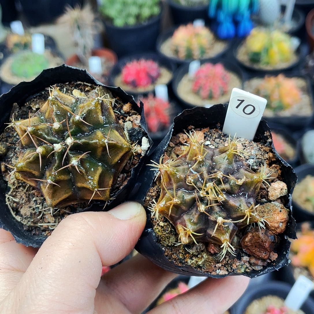 非偏远地区满25包邮仙人球