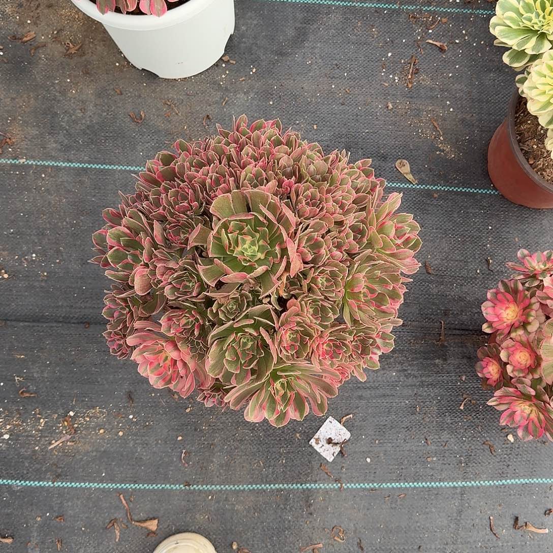 爱***活妖月0000000000000