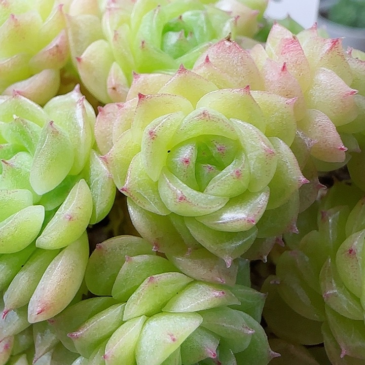 【闪购商品】0601-143优选麦杆