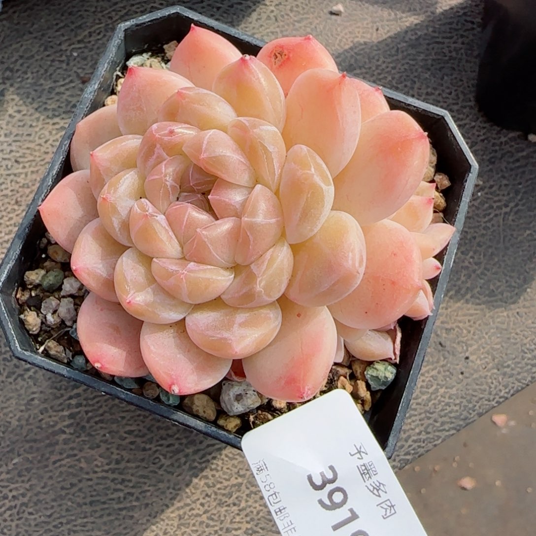 冰魄群，3919多肉植物