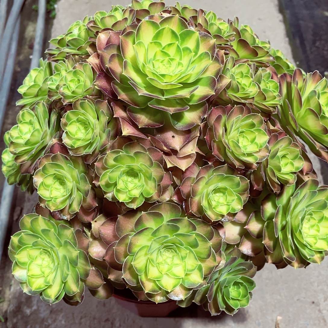 韶华法师多肉植物