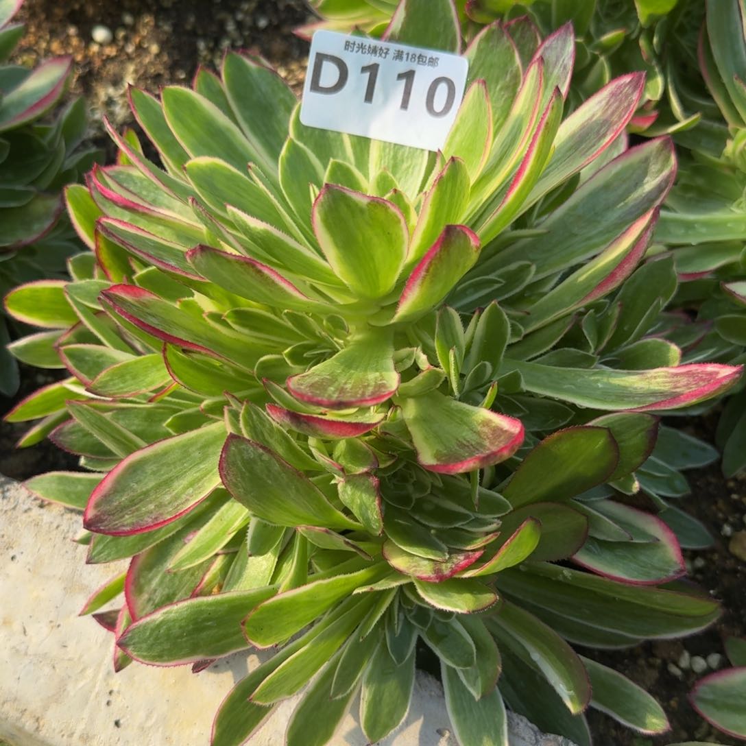 110海王。多肉植物