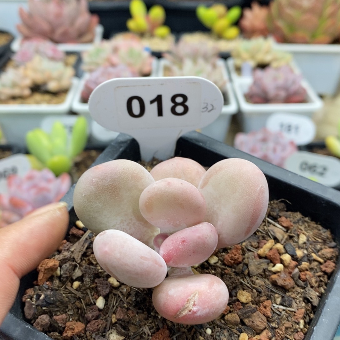 胖胖月，杂交老庄，45649494