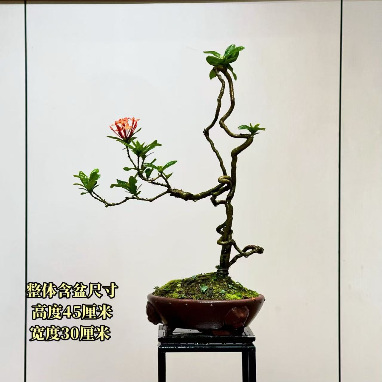 【叶胜园艺】精品小叶龙船花功夫桩盆景