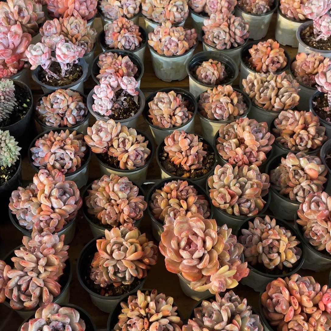 雪天使量拍满20包邮脱土发货