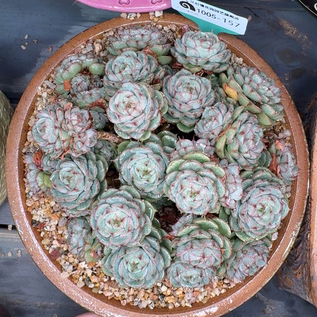 从前慢多肉精选编号1005.157