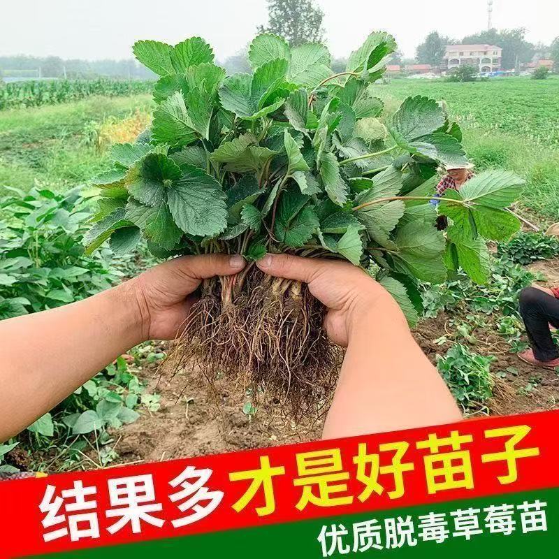 奶油草莓苗四季结果苗加仑盆载苗可阳台盆栽红颜黑珍珠章姬奶油