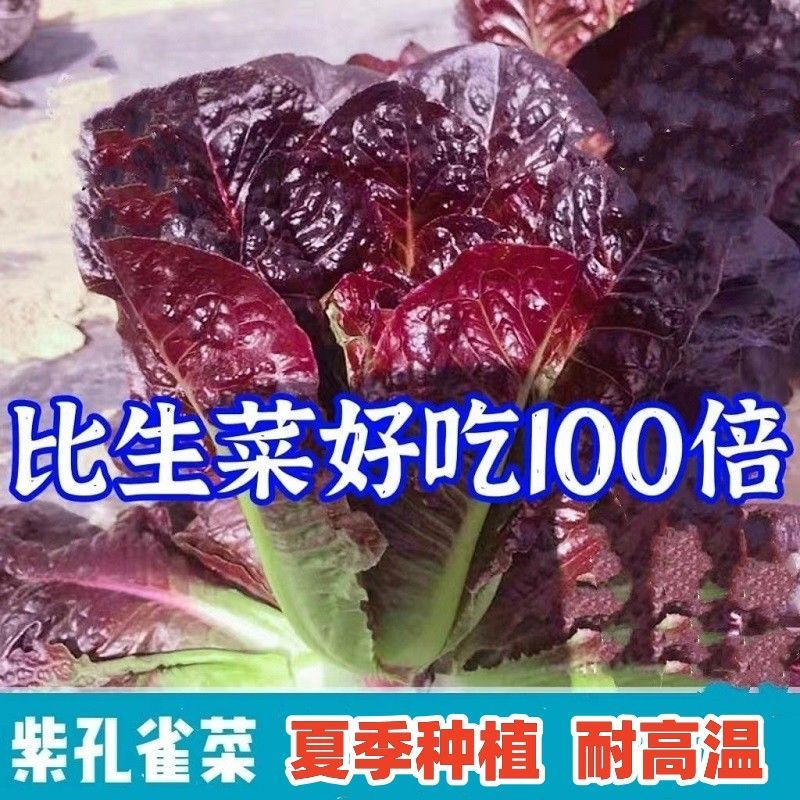 新种紫孔雀菜孖不生虫不打药生吃脆甜高营养直立生菜四季播生菜