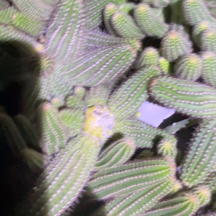 白檀仙人掌769侧芽一个