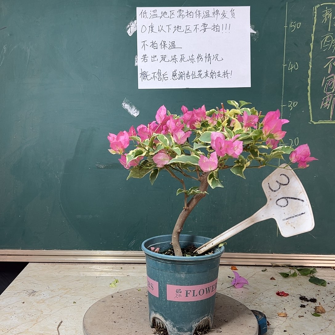 完全开放粗弯杆 蜡染粉 361