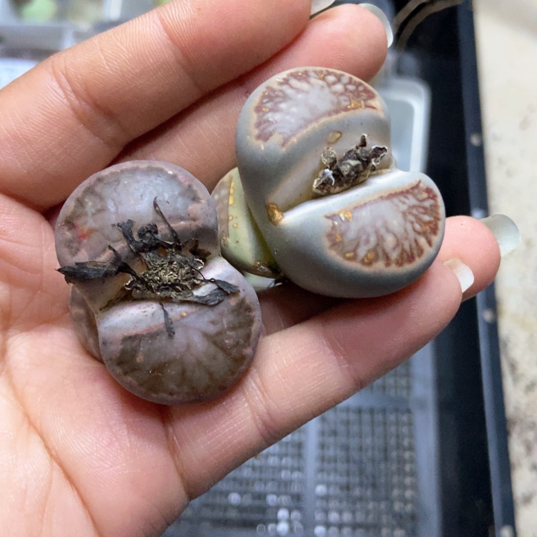 8258特价两颗母本有疤