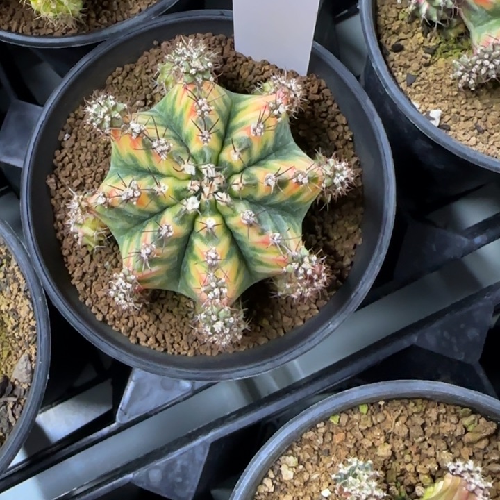 62-0209脱土发凤凰多肉