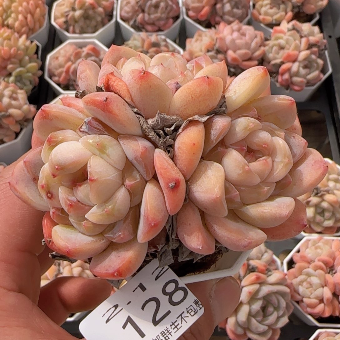 太妃糖三头老桩一颗