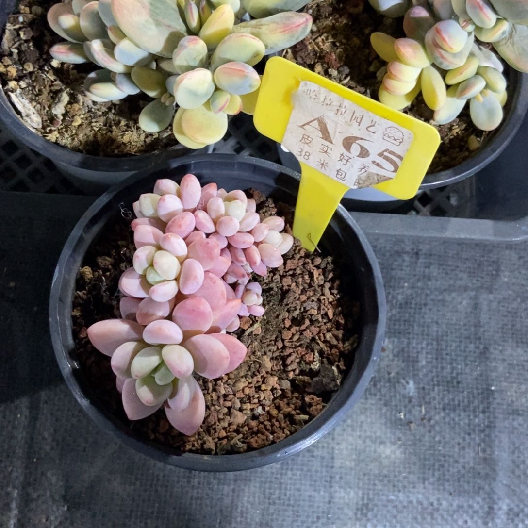 住****妞多肉植物等植物