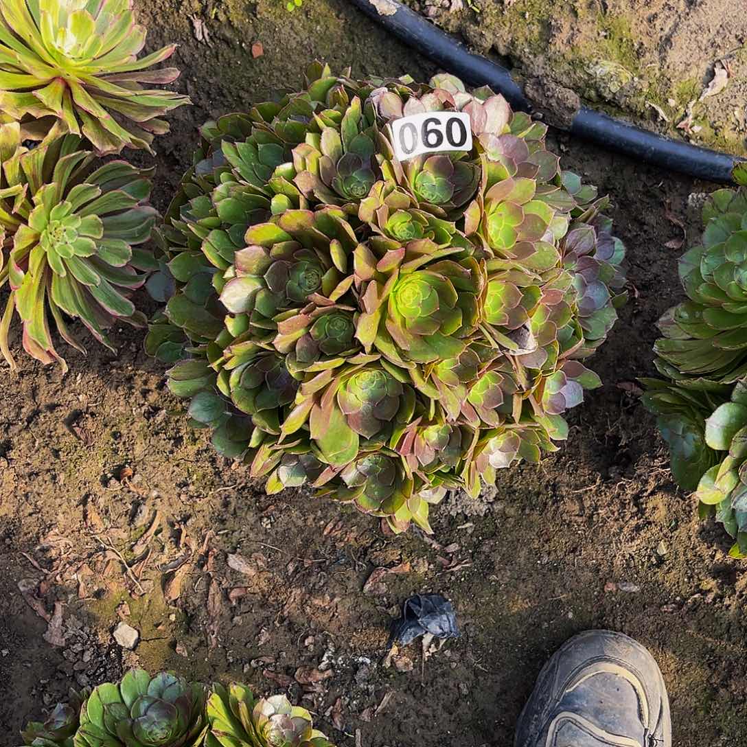 法师法师14-1包邮法师