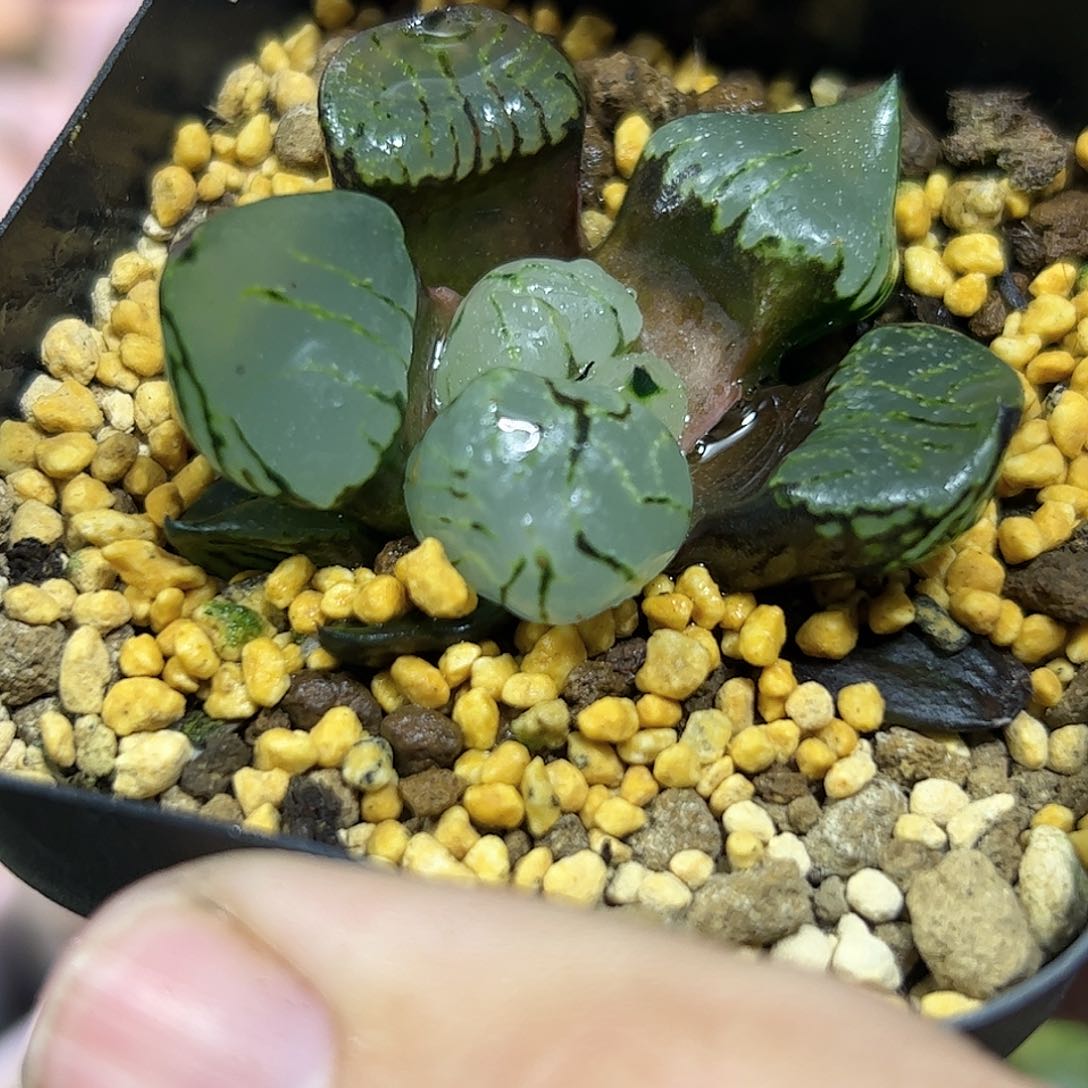 魔晶球十二卷多肉植物