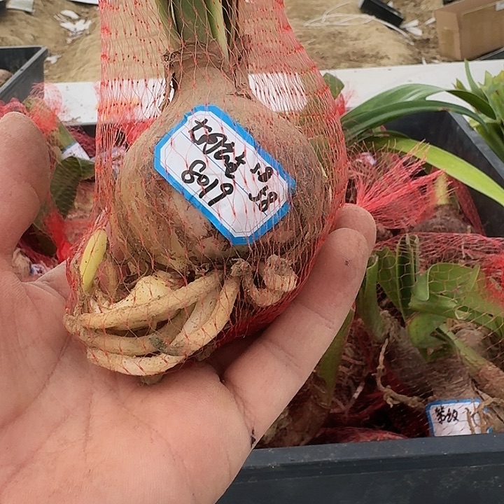 大河公主朱顶红一棵5.5