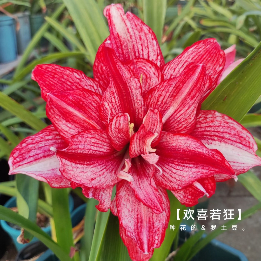 朱顶红种球【欢喜若狂2-3厘米左右 1粒】无根叶裸球