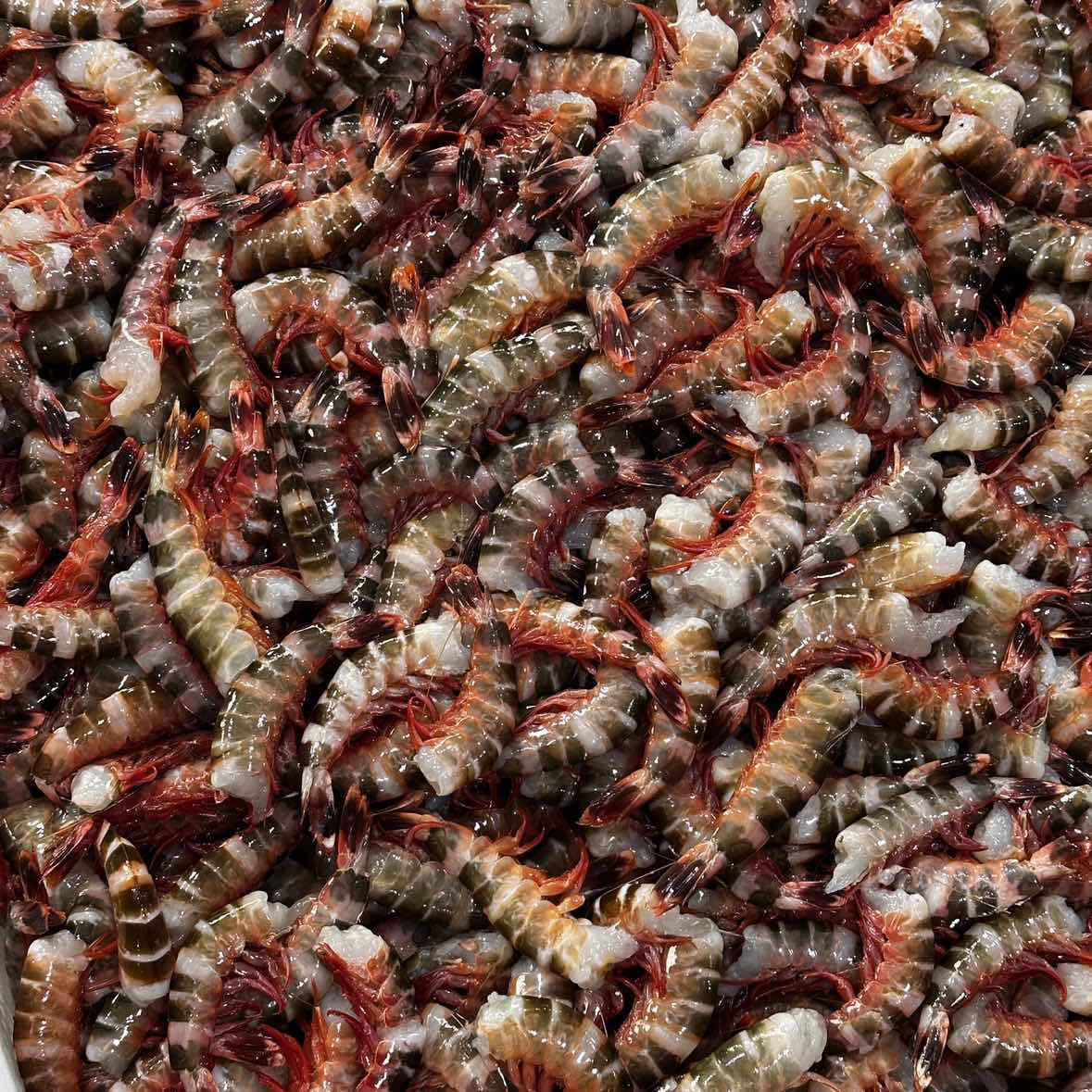 去头花斑节红爪斑节厦门发货顺丰冷链