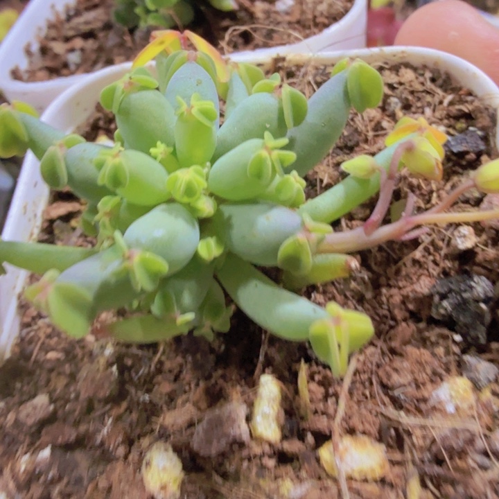 棒棒糖酢浆草王炸一颗