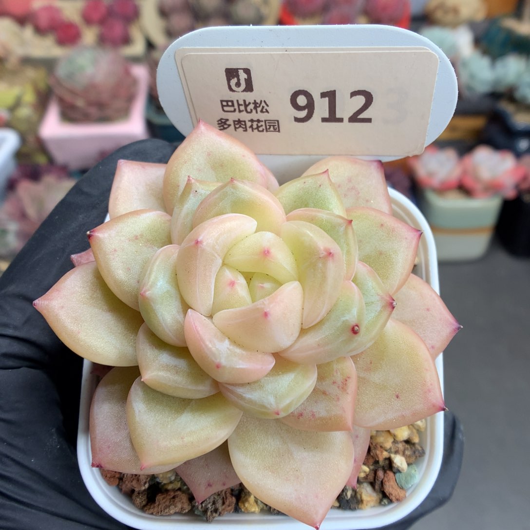 912 钻石珍妮多肉