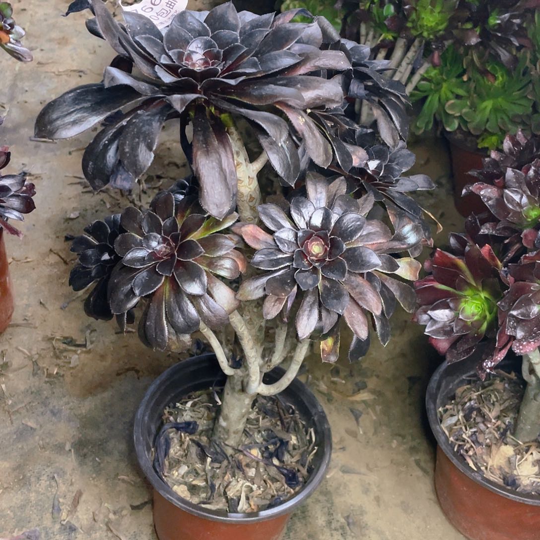 766墨法师巧克力多肉