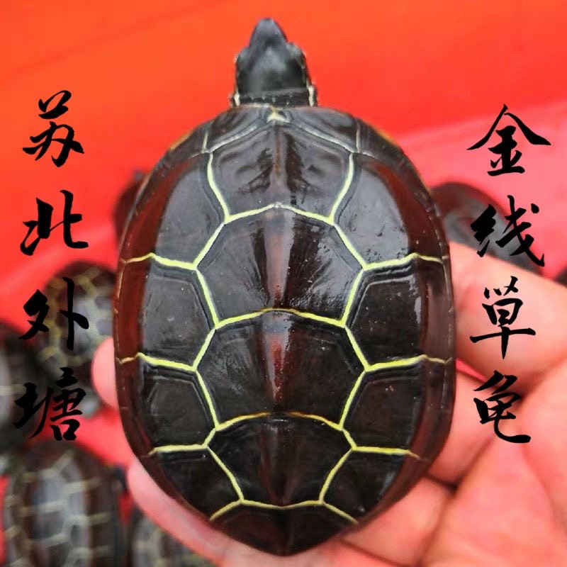 外塘冷水自然过冬，苏北金线草龟。