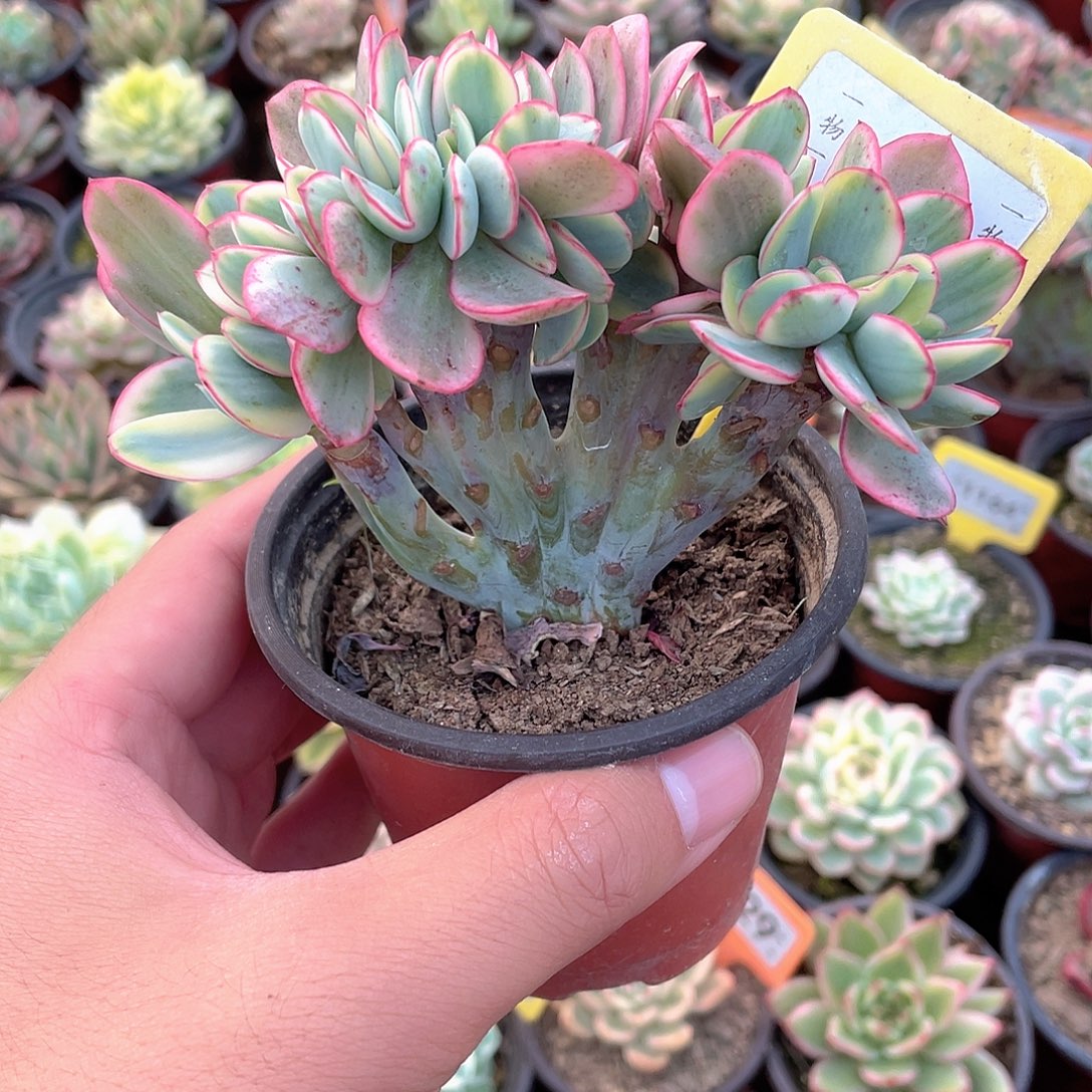 1081号瑞蝶锦缀多肉