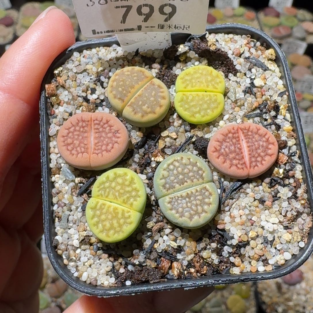 老板亏本清货了一799