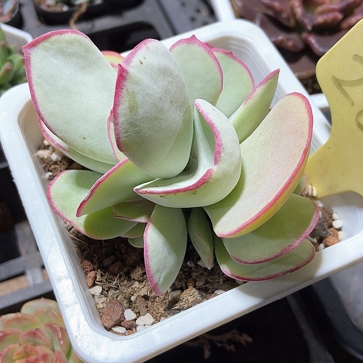 多肉植物白眉群2086