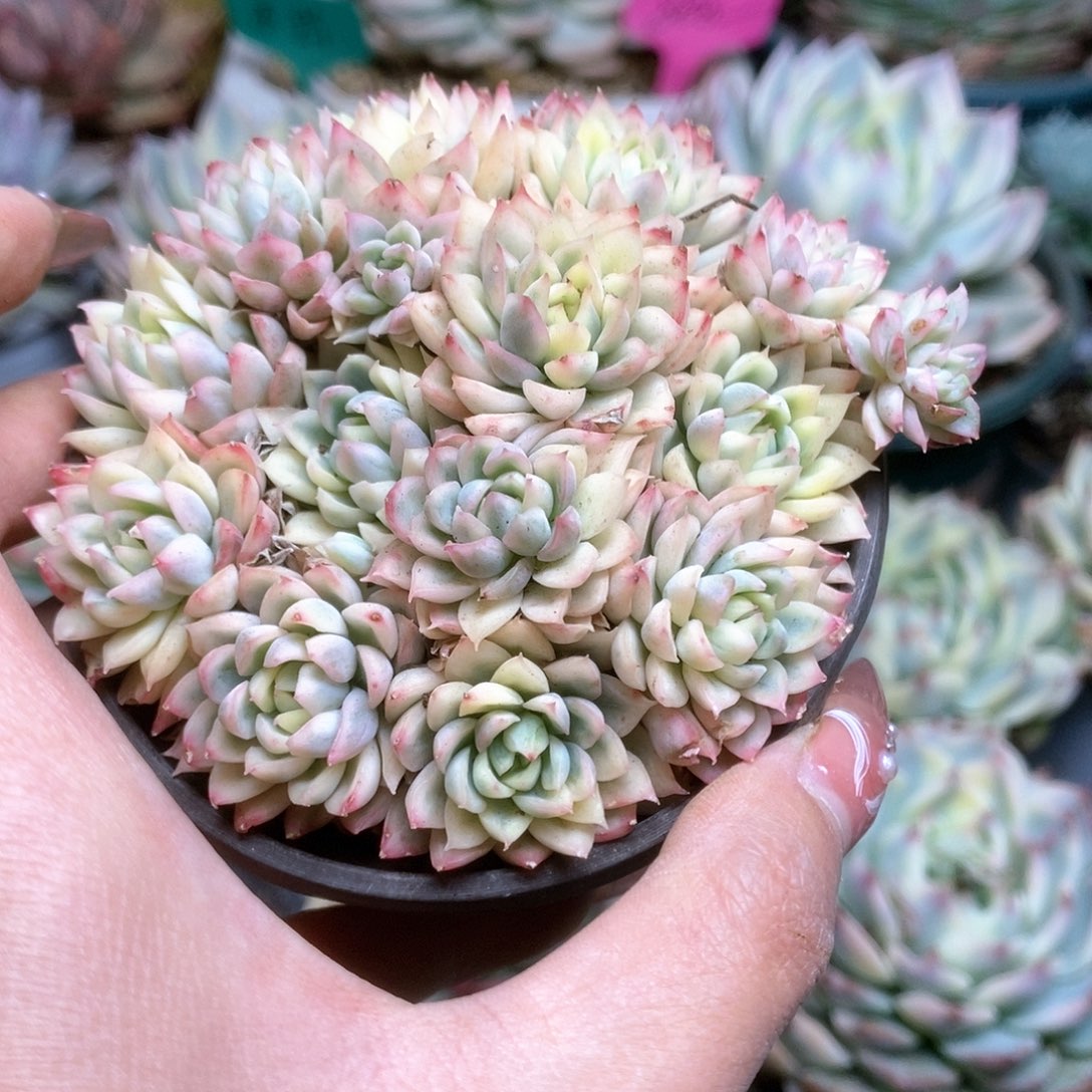 195女雏锦锦锦锦锦锦