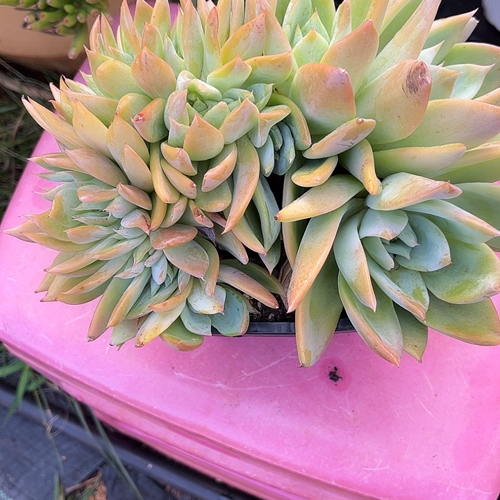 烟***灰多肉植物一物一拍