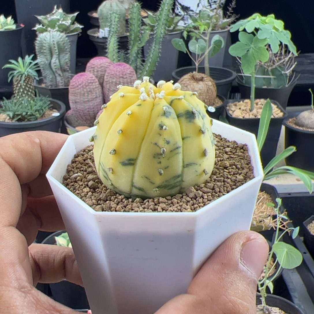 兜锦4实生一物一拍带盆发