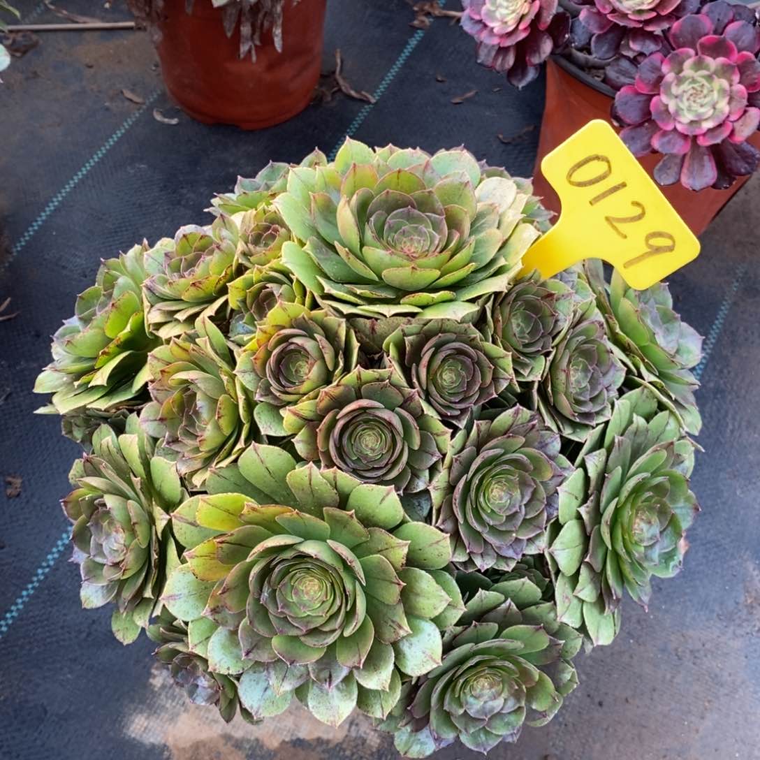 0129万圣节拉丝一物一拍