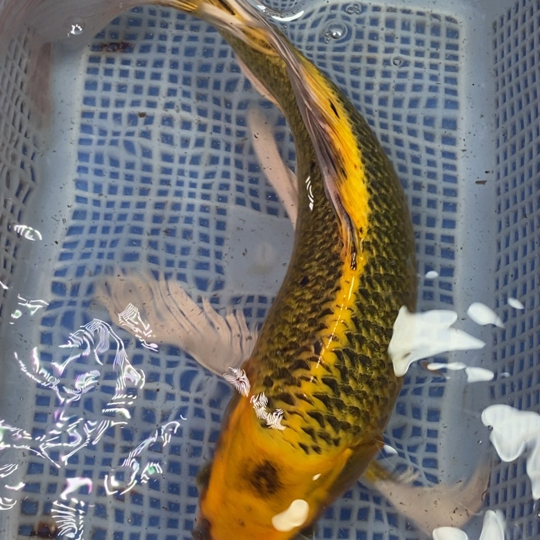 锦鲤冷水锦鲤包邮
