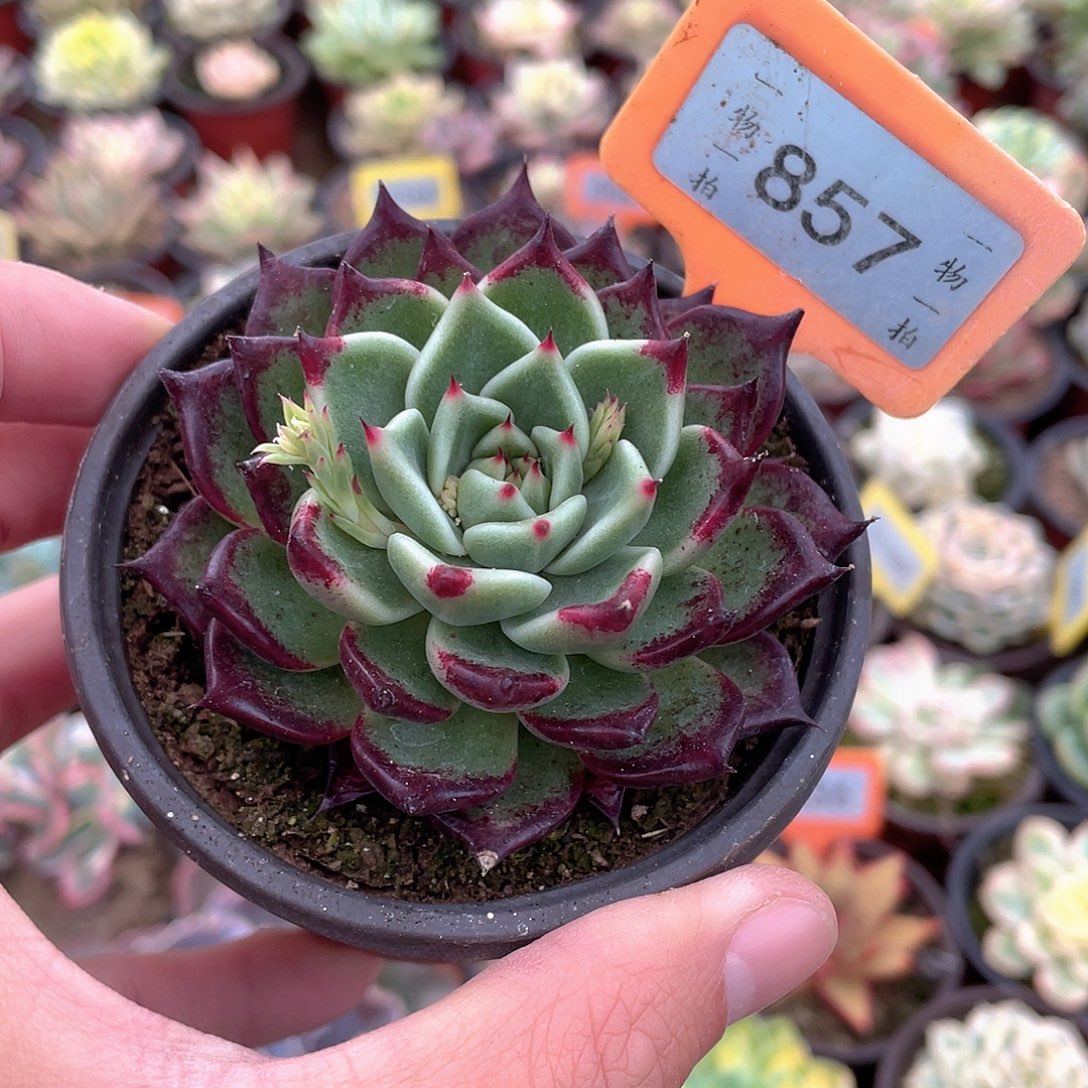 857号多肉植物吉娃娃杂乌木