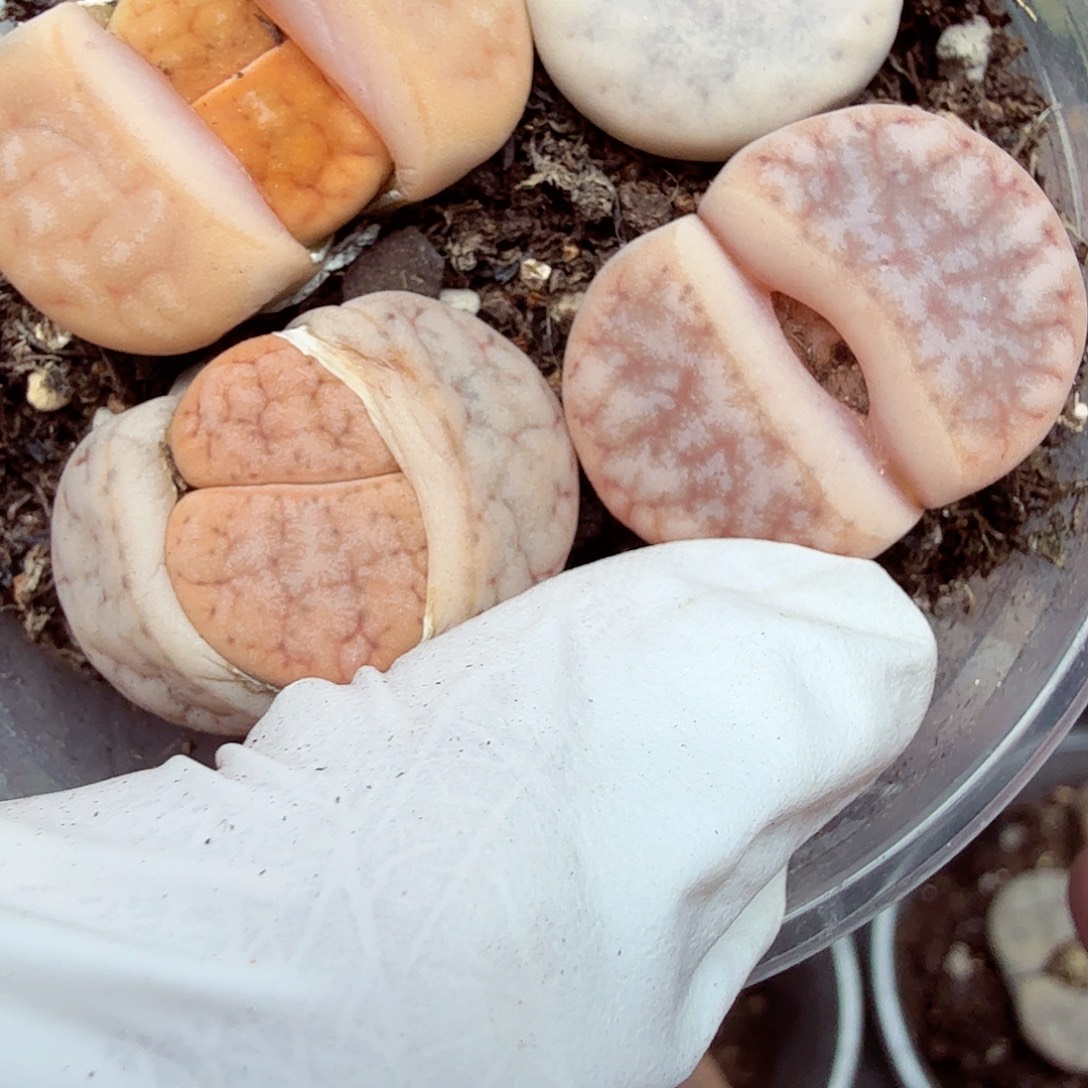 哈哈笑不出眼泪哈哈看一252