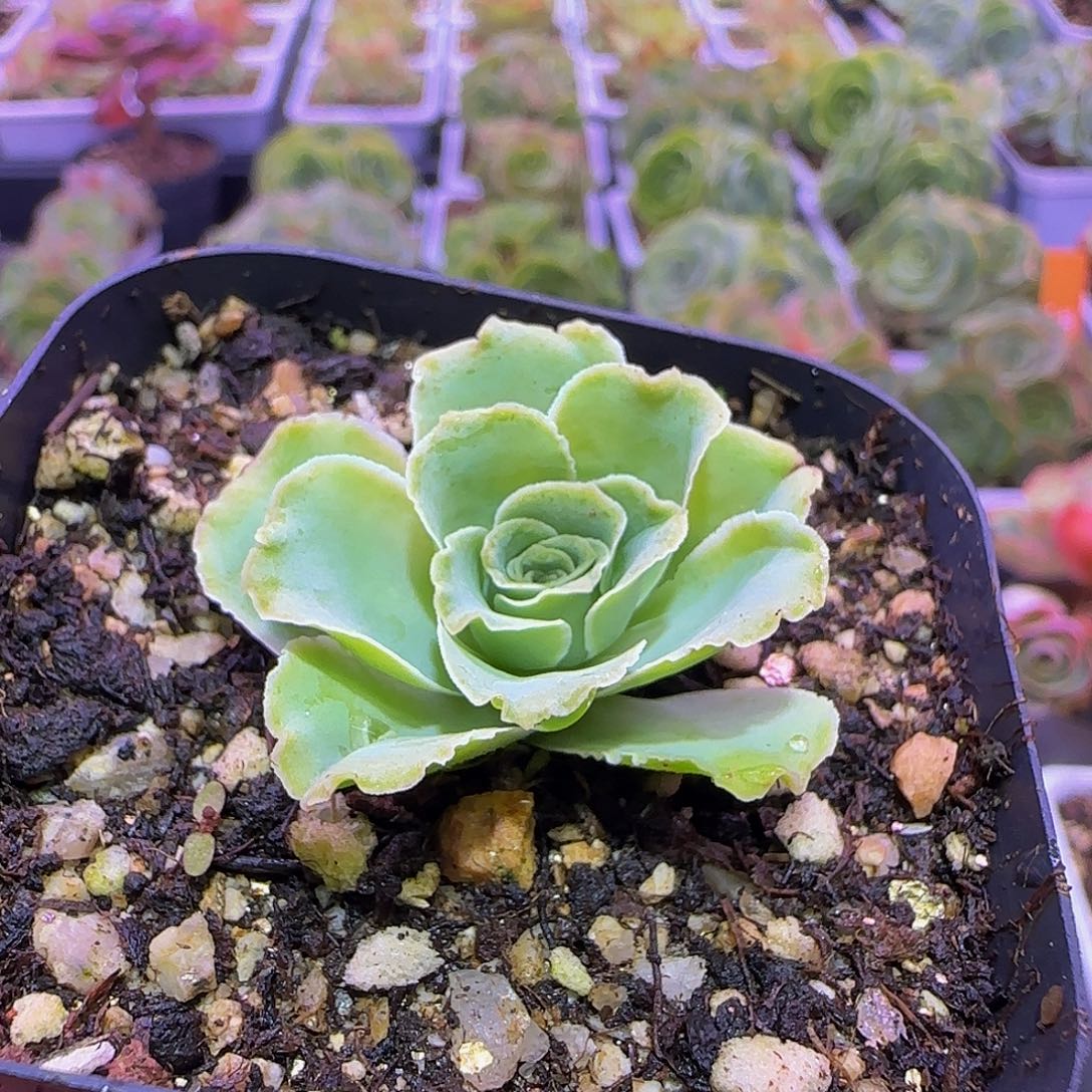 娅朵蕾丝 玻璃心慎拍非偏远包邮