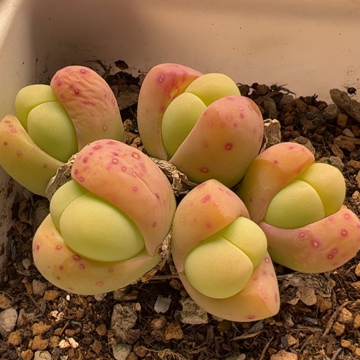 奶油粉拳头多肉植物百科