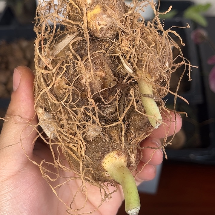 无花朵10厘米小丑种球