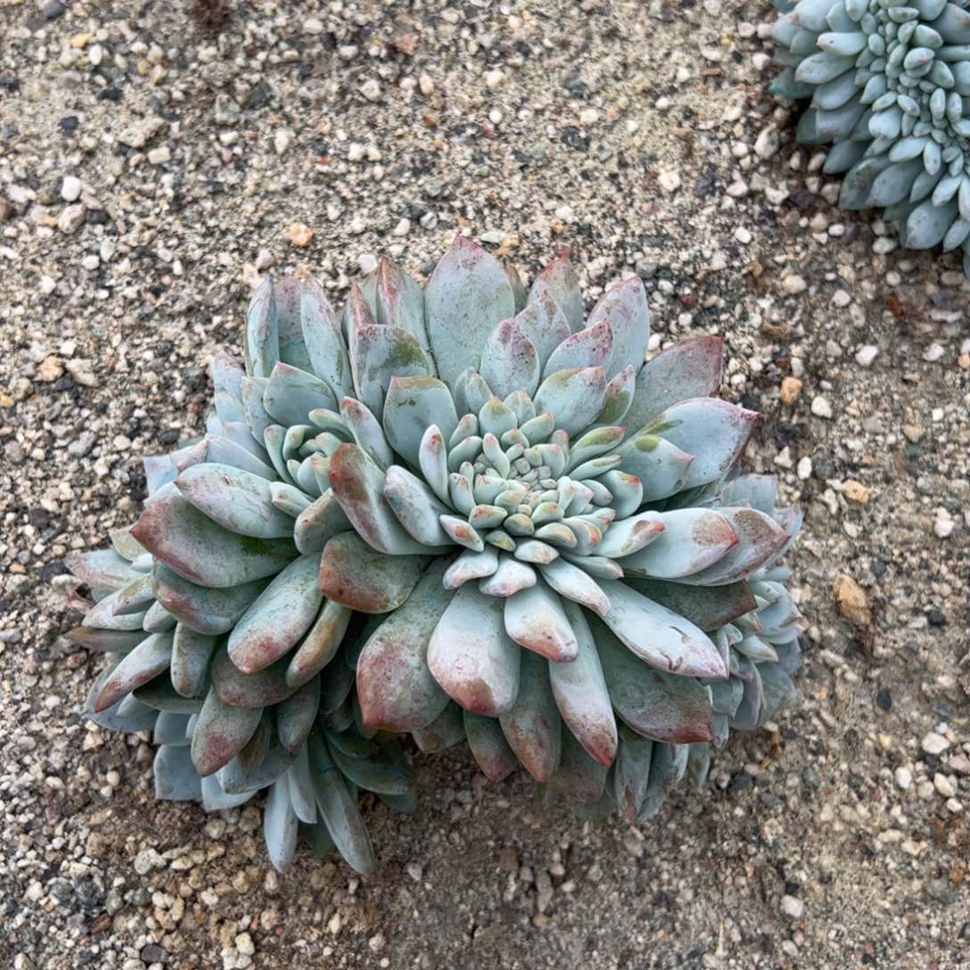 不寄卖，包24小时开箱黑腐。